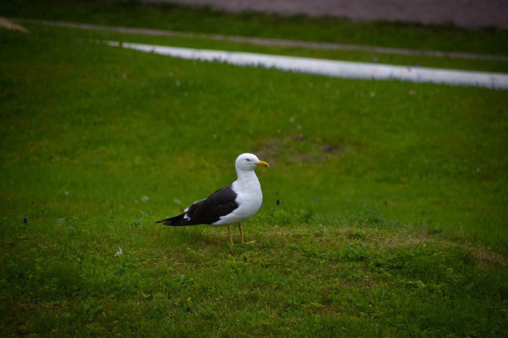 Photograph by Elvira