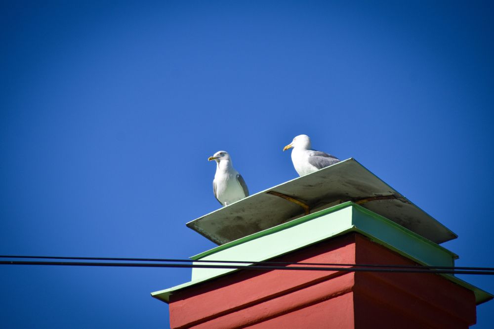 Photograph by Elvira