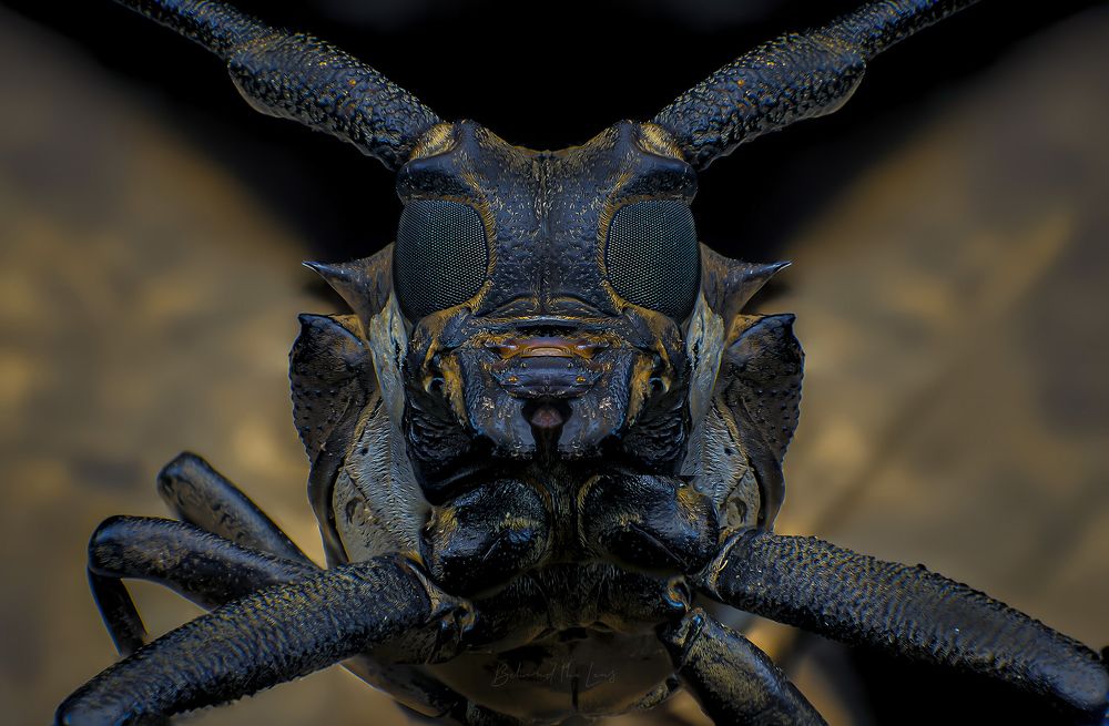 Photograph by Norman Celis