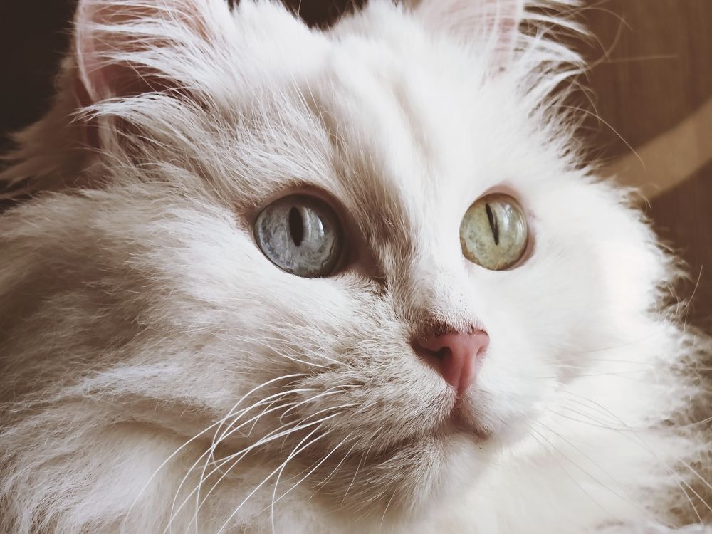 Фотография автора Юлия Карцева