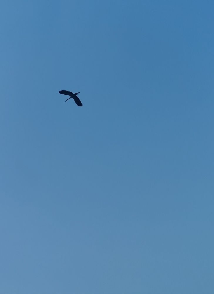 Photo #11753533