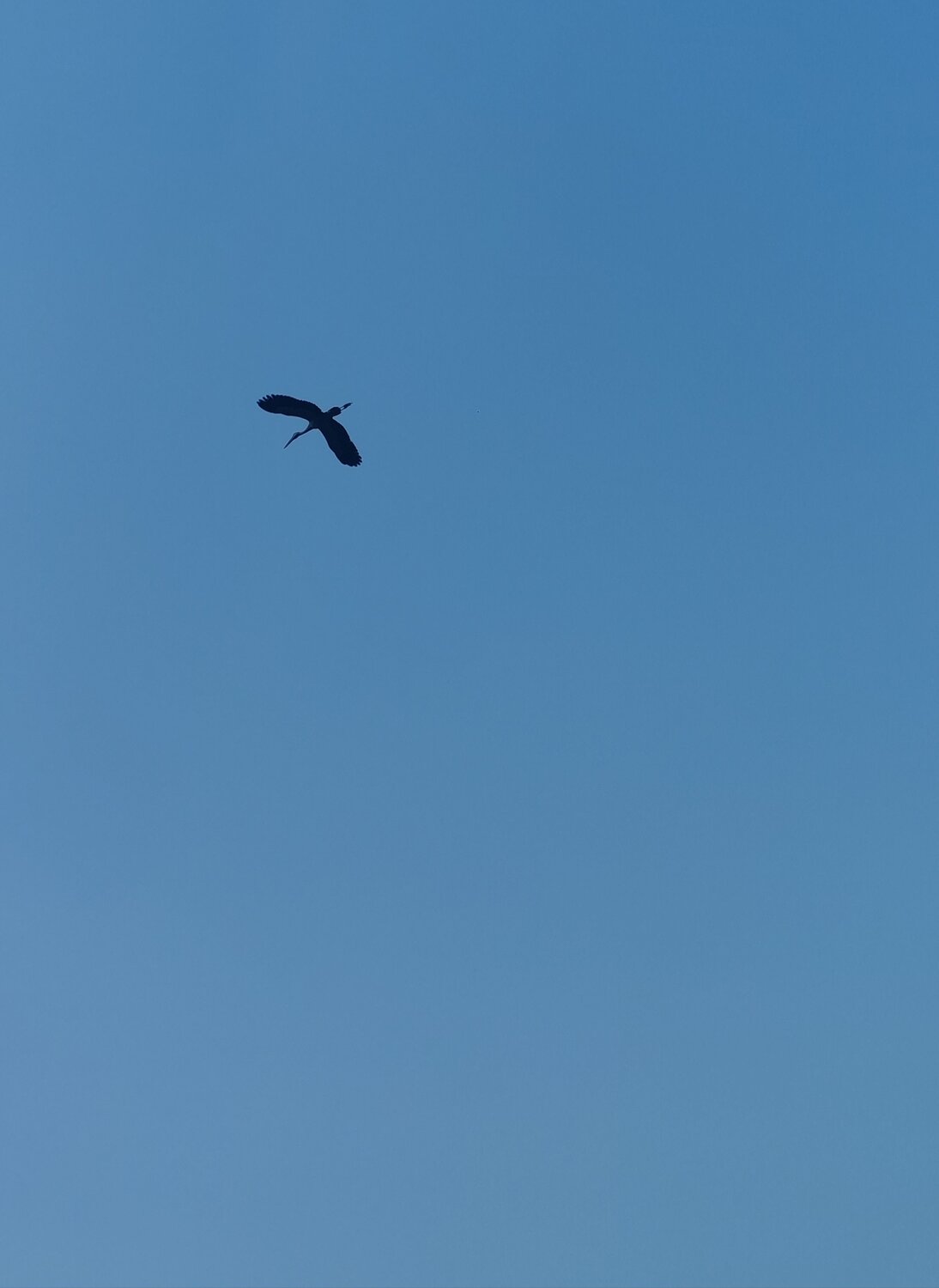 Photo #11753533