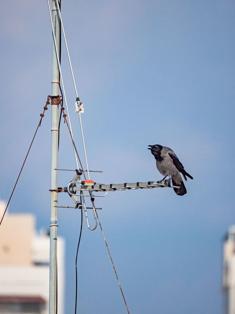 Фотография автора Доляна Горохова