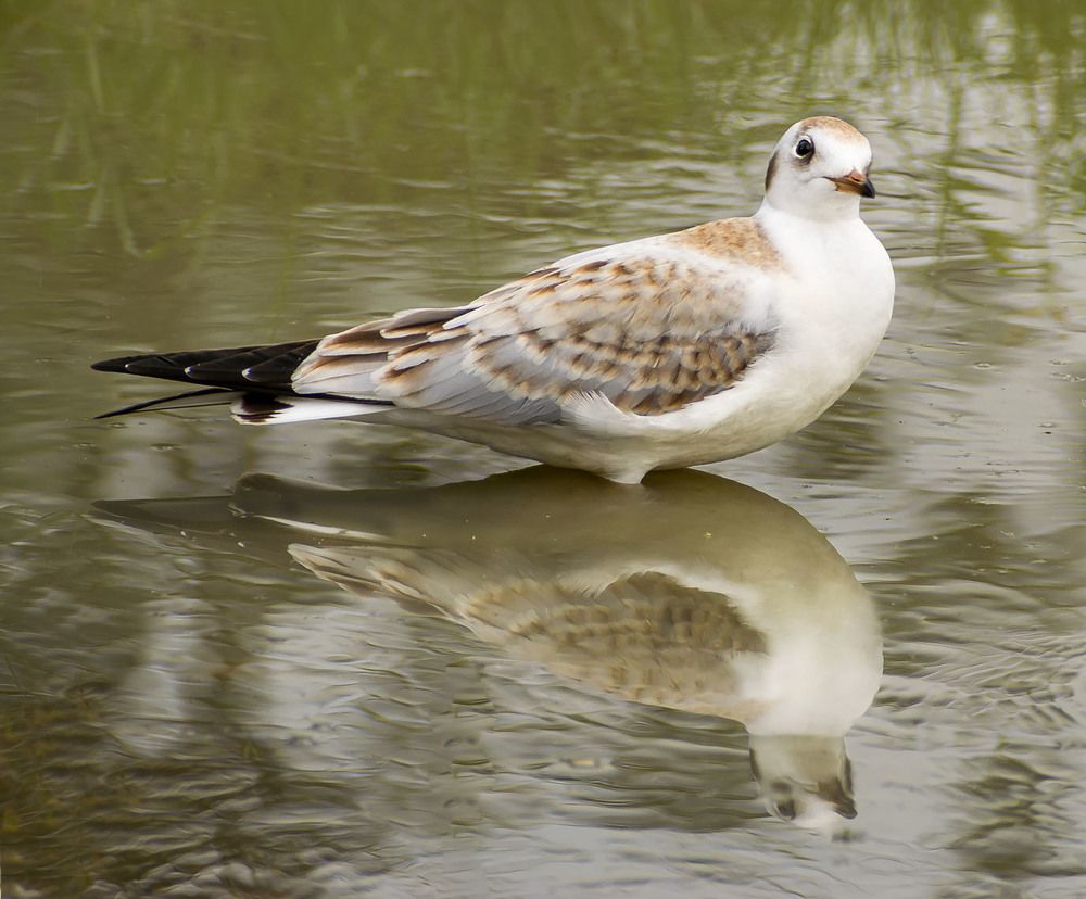 Любопытный взгляд