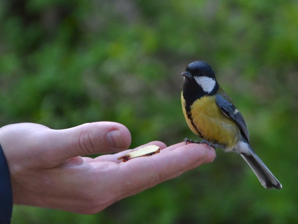 Фотография автора Анатолий Борисенко