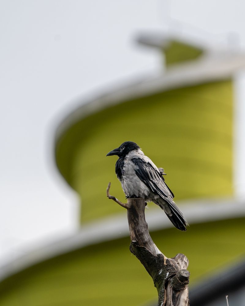 Photograph by Роман Данильчик