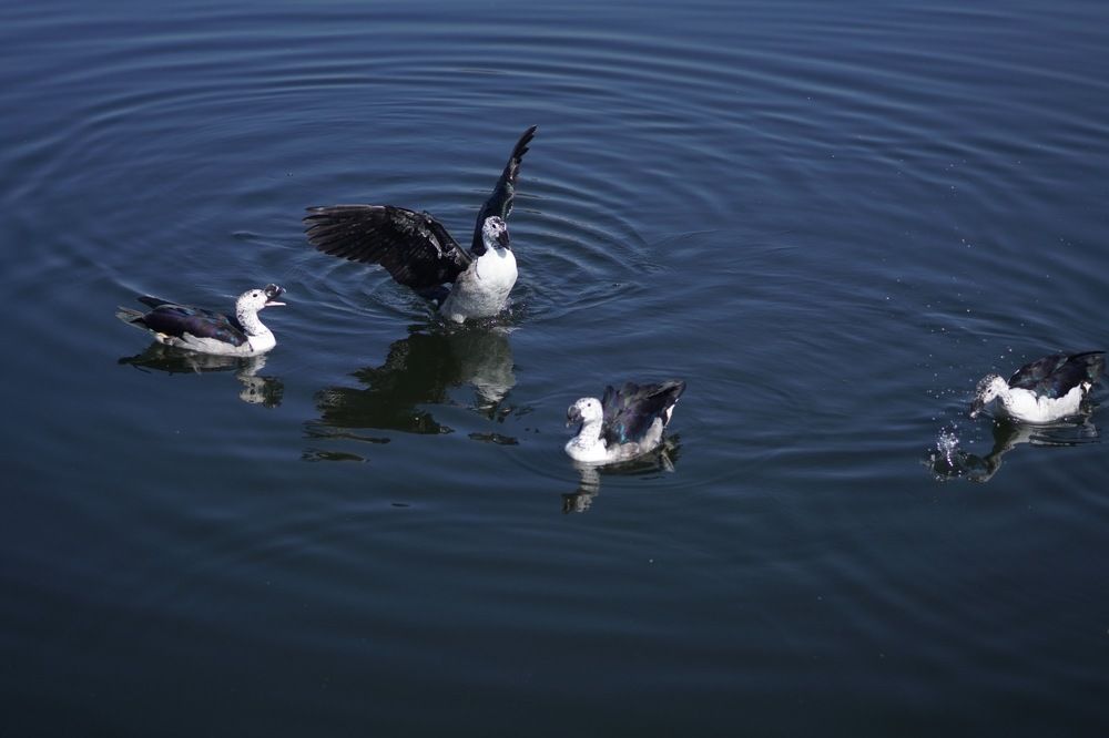 Photograph by Pihu chudasama