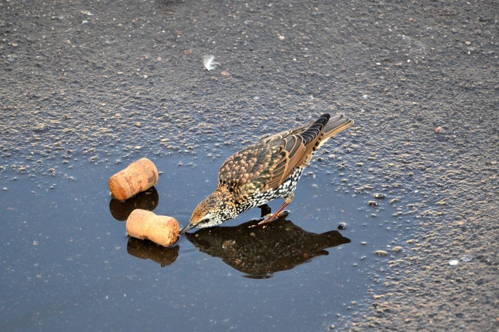 Фотография автора Анатолий Борисенко
