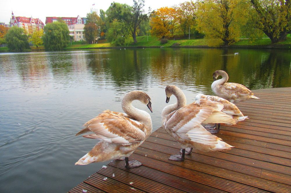 Photograph by Ирина Шведчикова