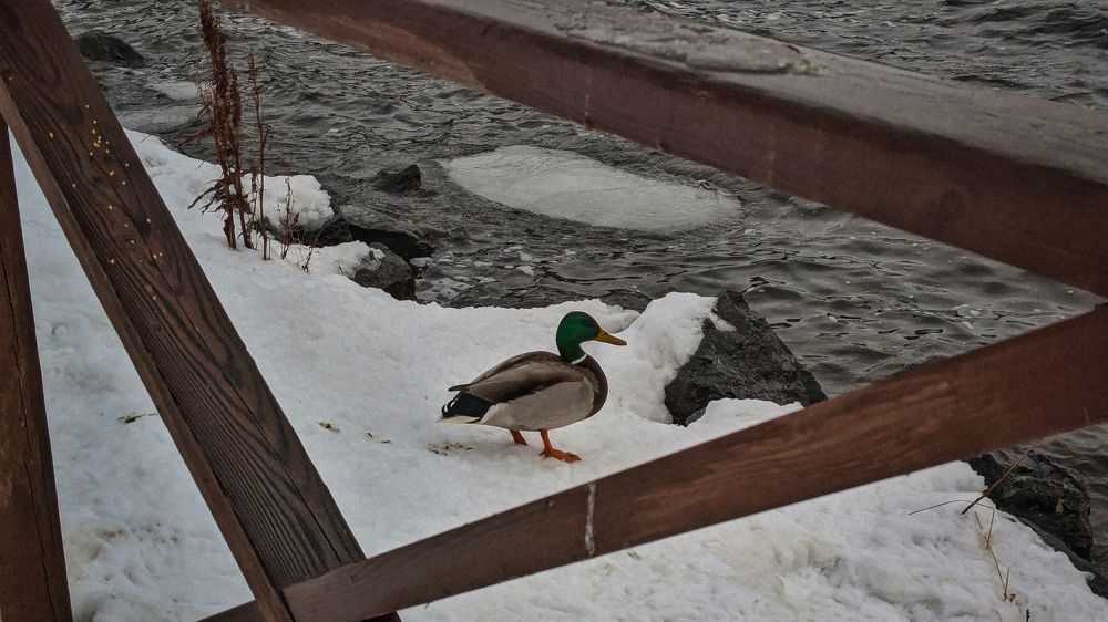 Photograph by Ольга Тимофеева