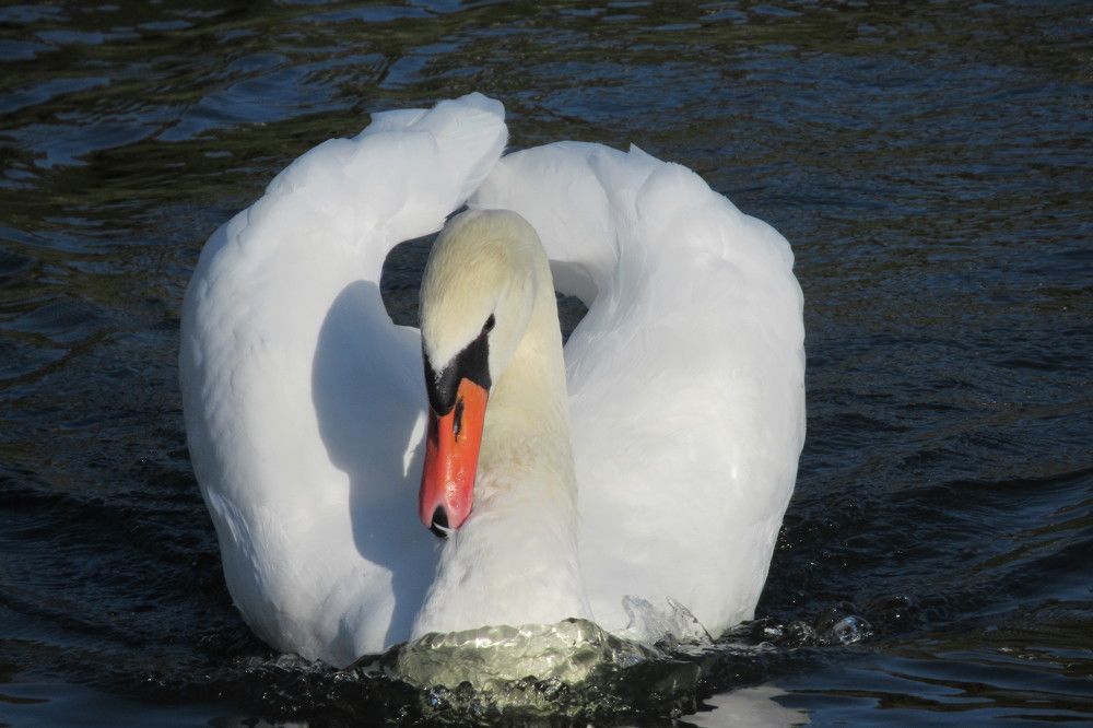 Photograph by Ирина Шведчикова