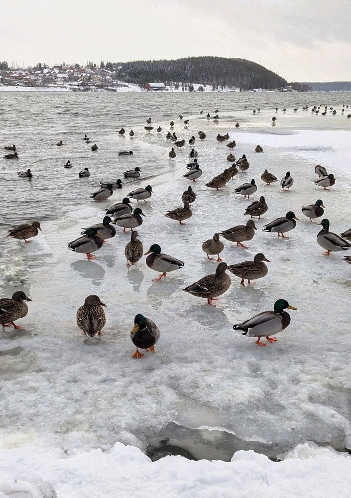 Photograph by Ольга Тимофеева