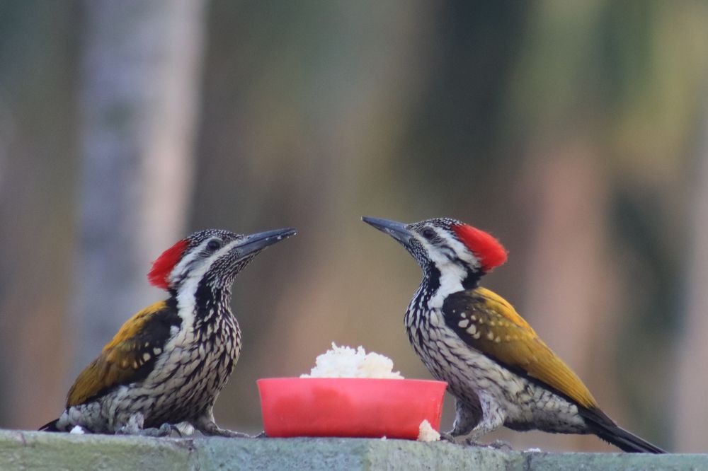 Photograph by SURAJIT SARKAR