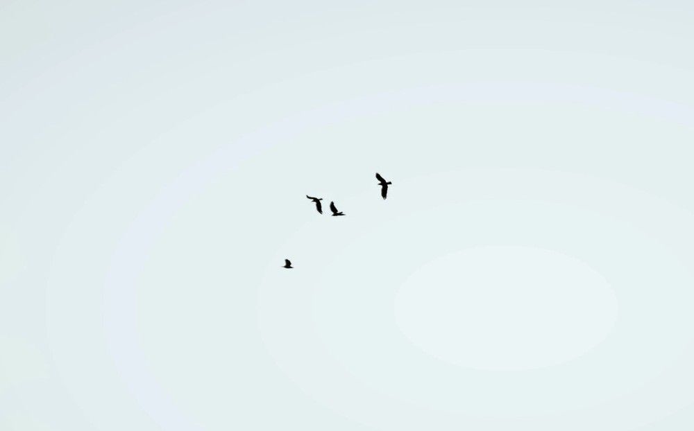 Фотография автора Nadarajan Lakshmanswamy