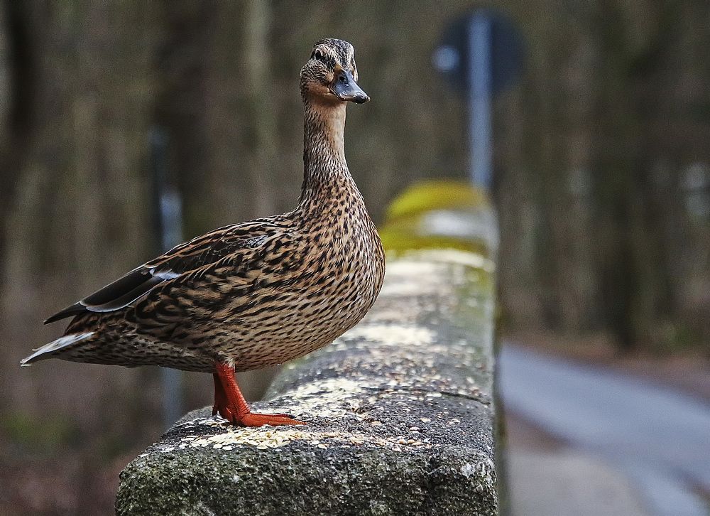 Фотография автора Александр