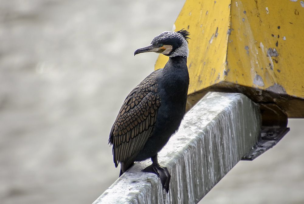 Фотография автора Александр