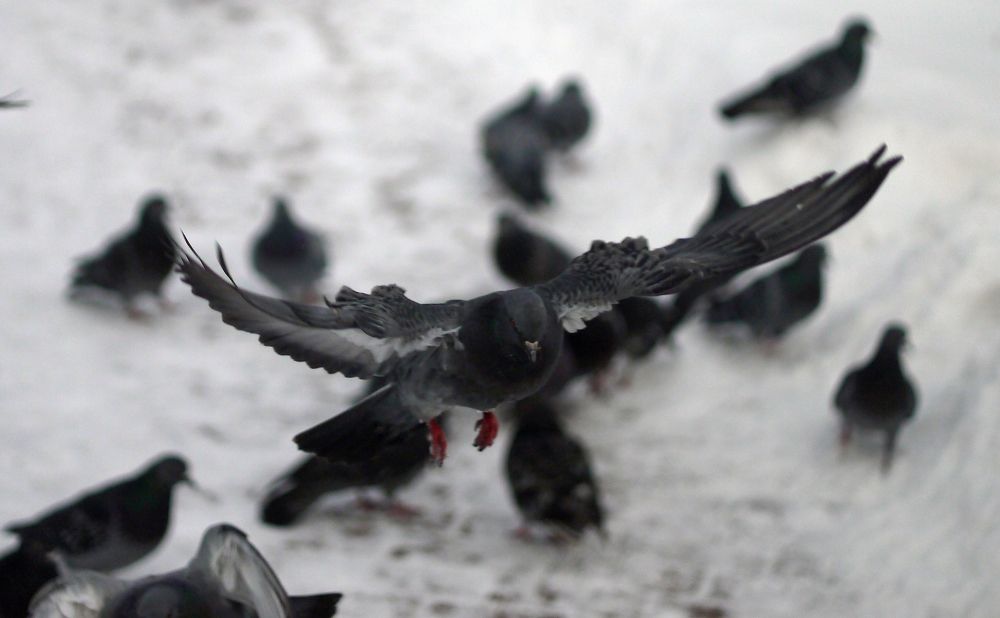 Photograph by Баженова Наталья