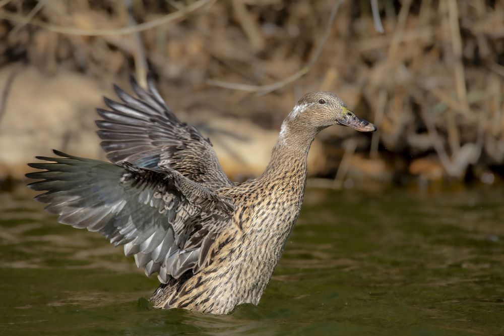 Фотография автора Nikolay Tatarchuk