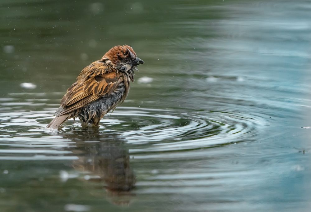 Photograph by Ольга Мусиенко