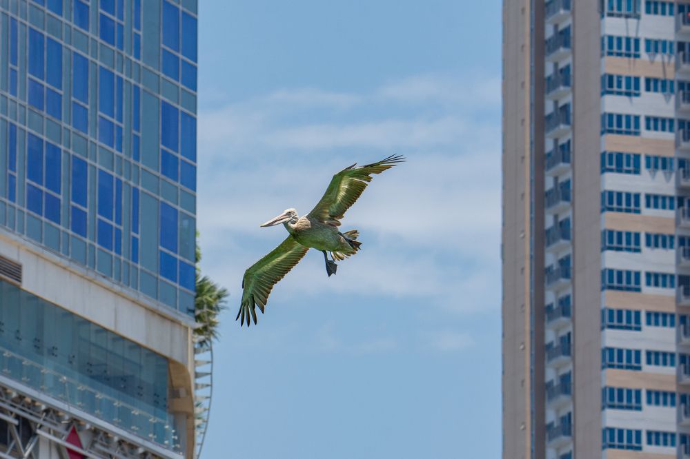 Photograph by Shehan Dondeenu