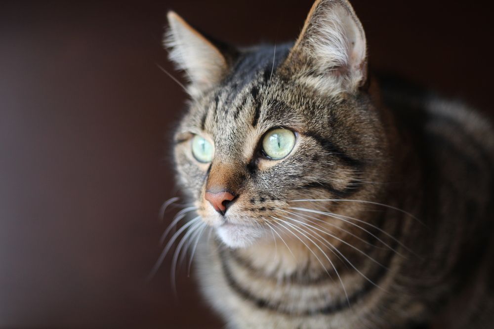 Фотография автора Андрей Арапов