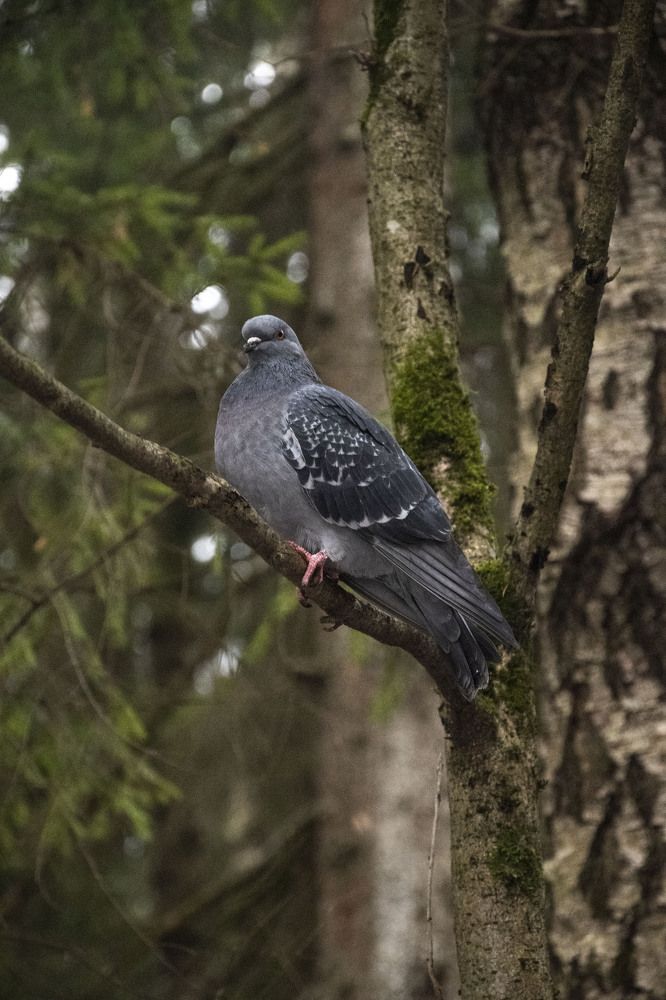 Photograph by Екатерина @Arigata