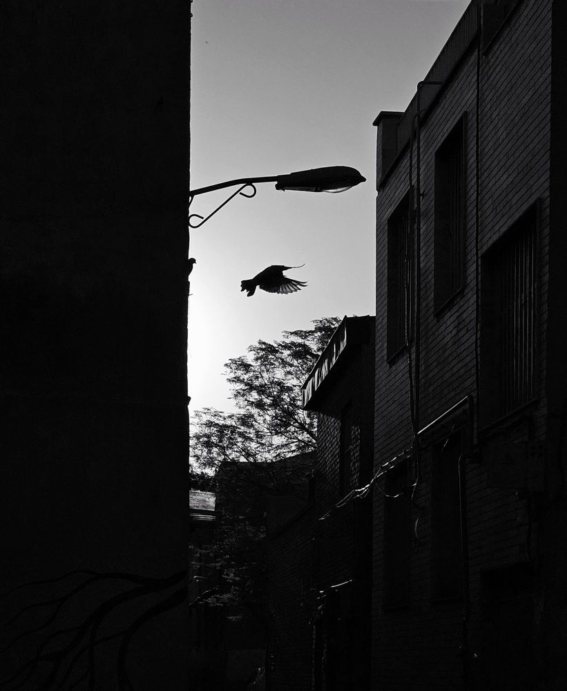 Фотография автора Samane Naji