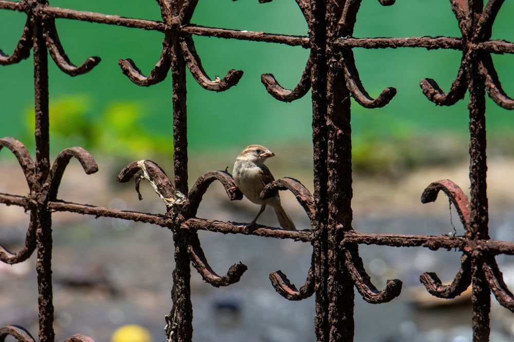 Photograph by Shehan Dondeenu