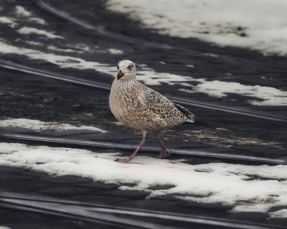 Photograph by Светлана Алексеева