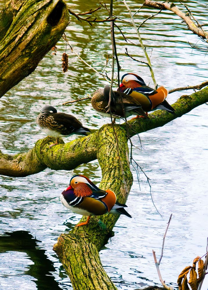 Photograph by Светлана Мишенина