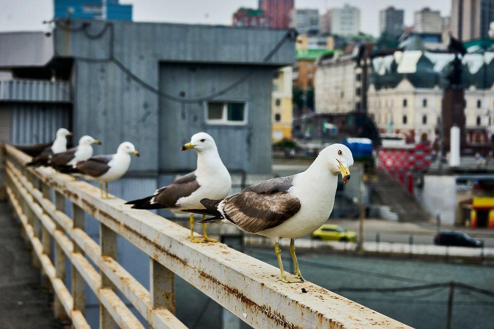 Photograph by Неман Лариса