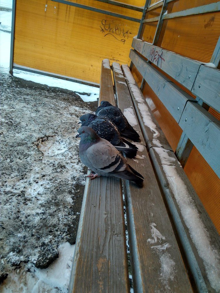 Фотография автора Алиса