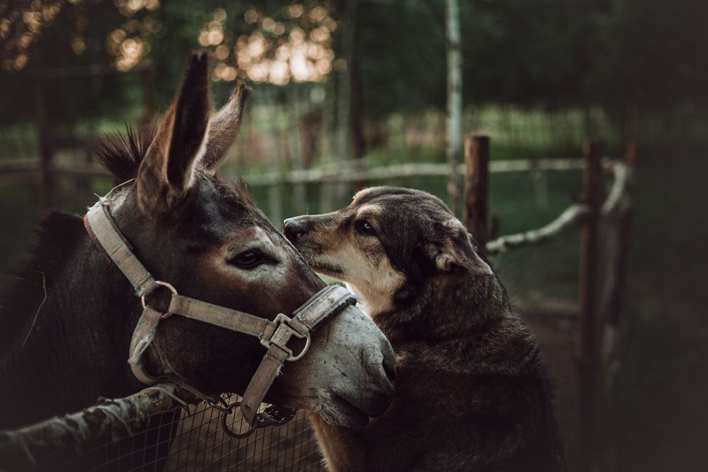 Photograph by Татьяна Степанова
