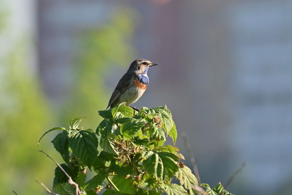 Фотография автора IRINA FILIPPOVA