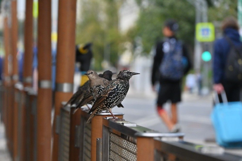 Фотография автора IRINA FILIPPOVA