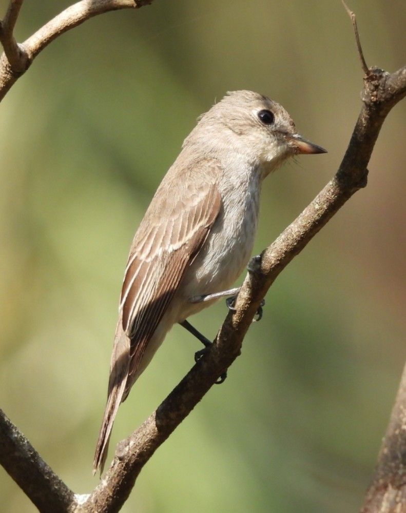 Asian brown fly catcher
