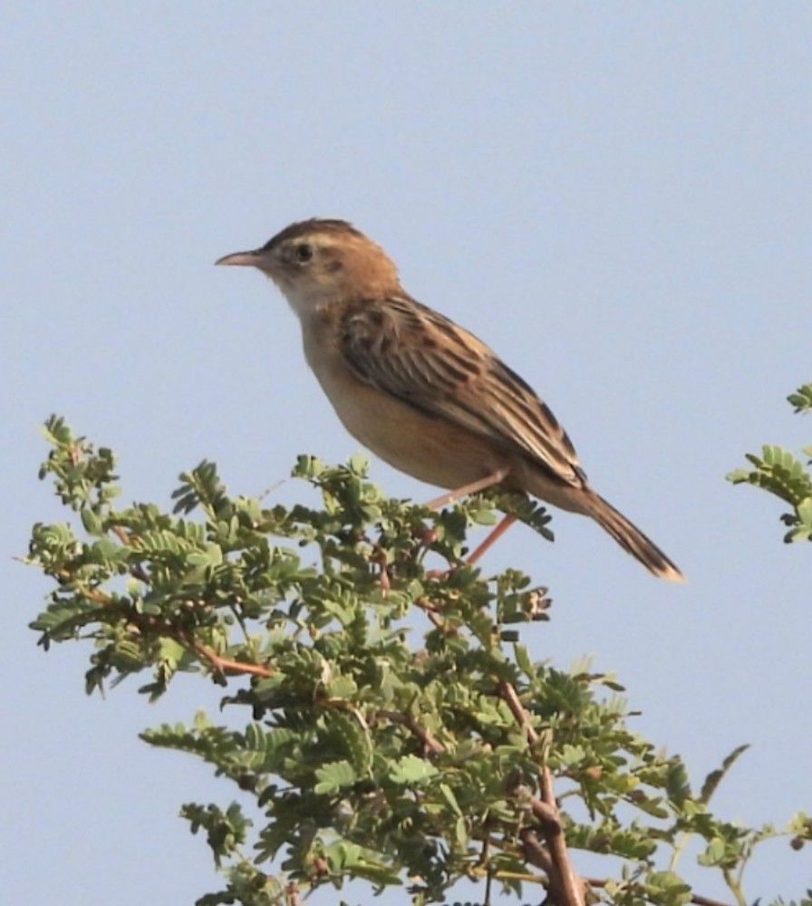 Zitting cisticola
