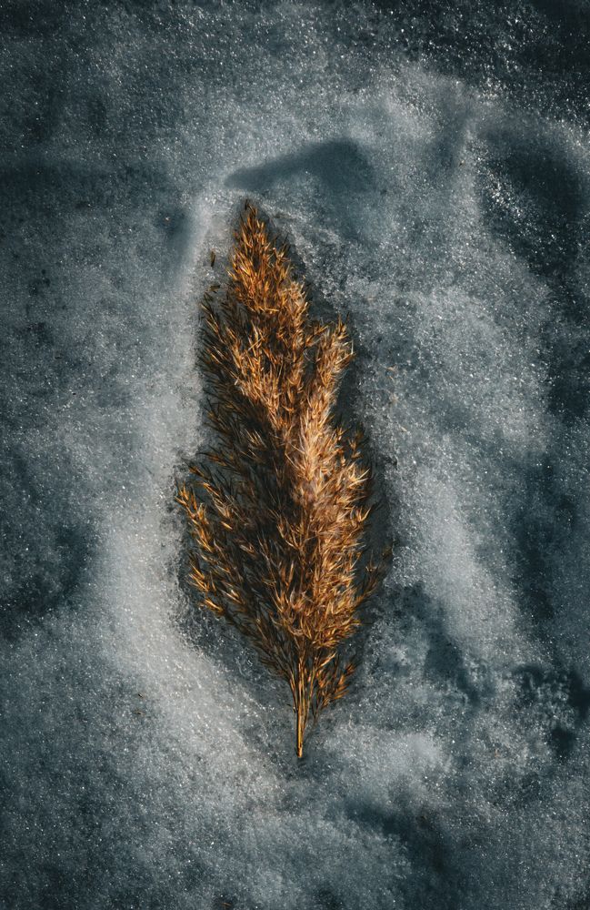 Photograph by Алина Орлова