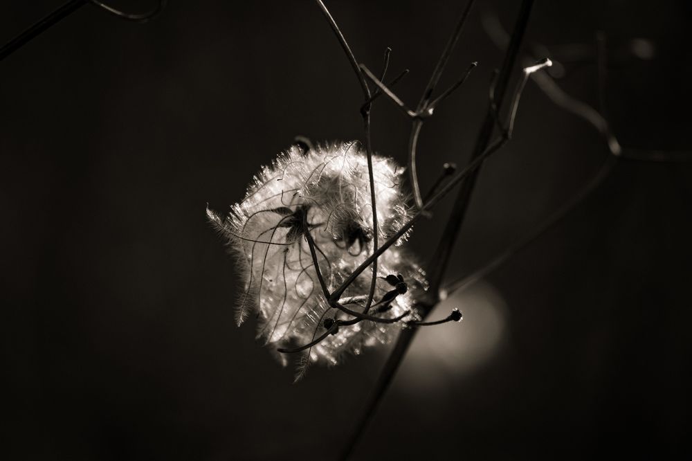 Photograph by Алина Орлова