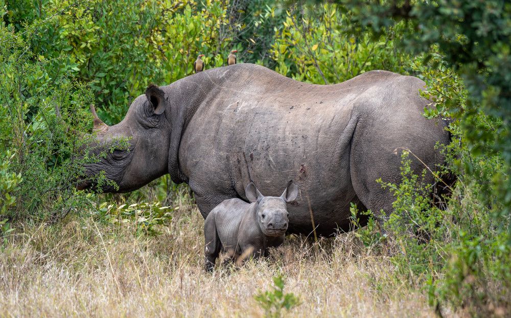mother and calf black rhino