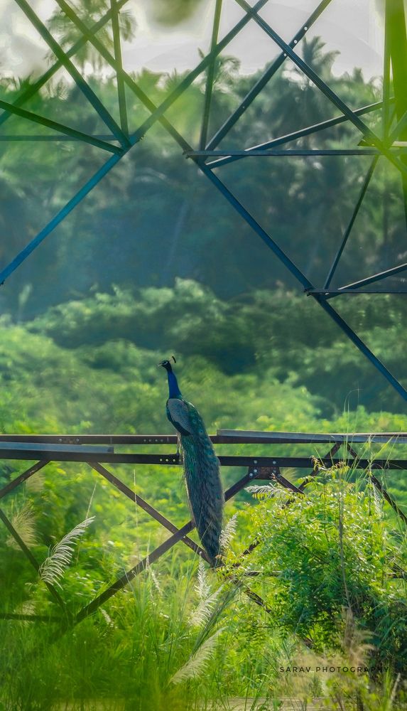 Photograph by SARAVANA MANICKAM