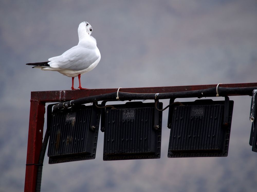 Photograph by Abdolreza Aleagha