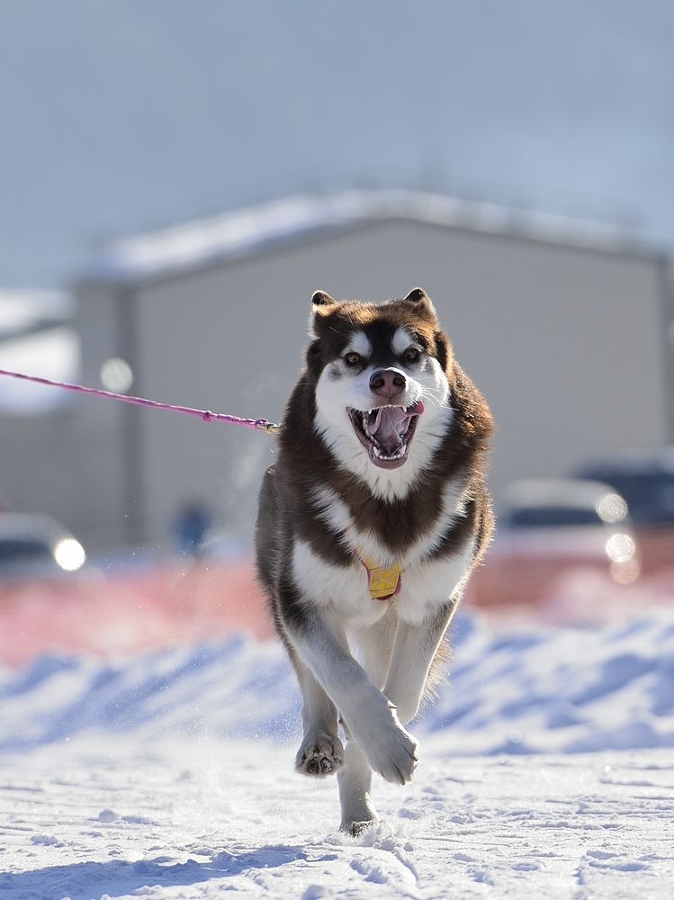 Фотография автора Сергей Чесноков