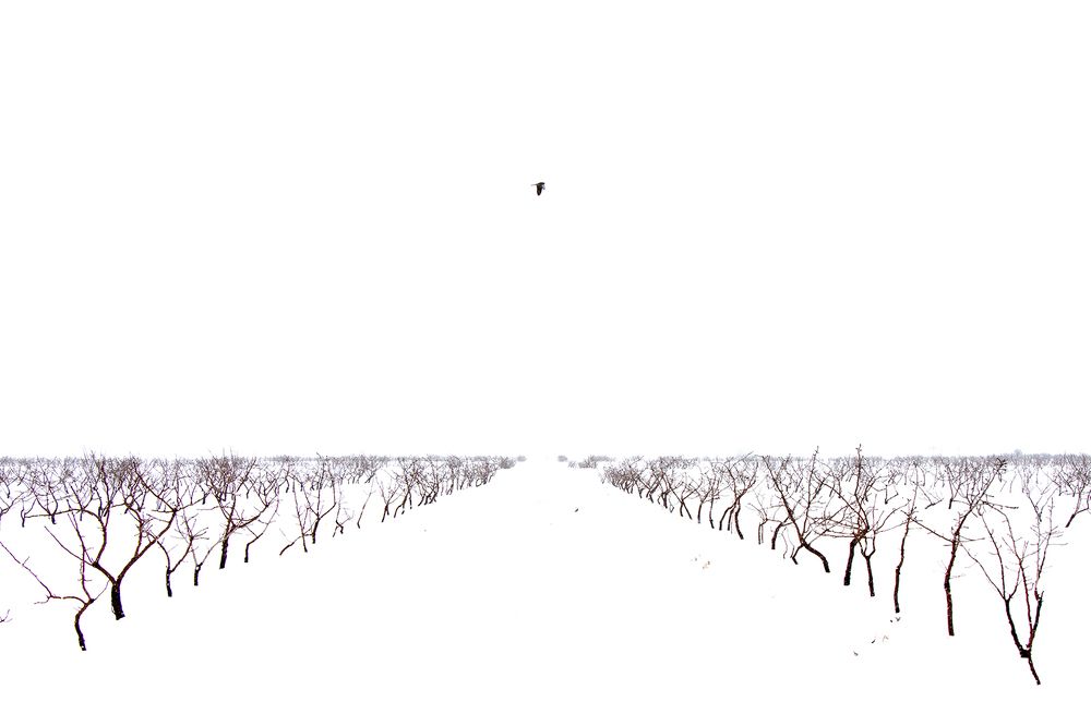 Photograph by samira sarayani