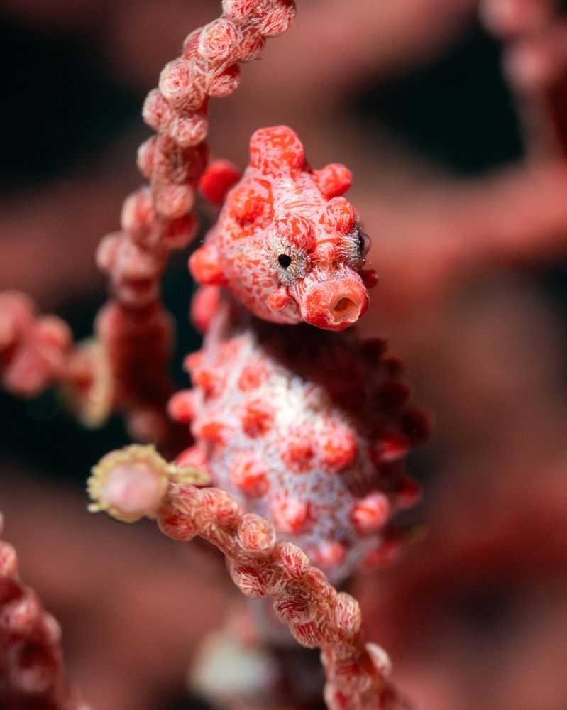 Pygmy Seahorse