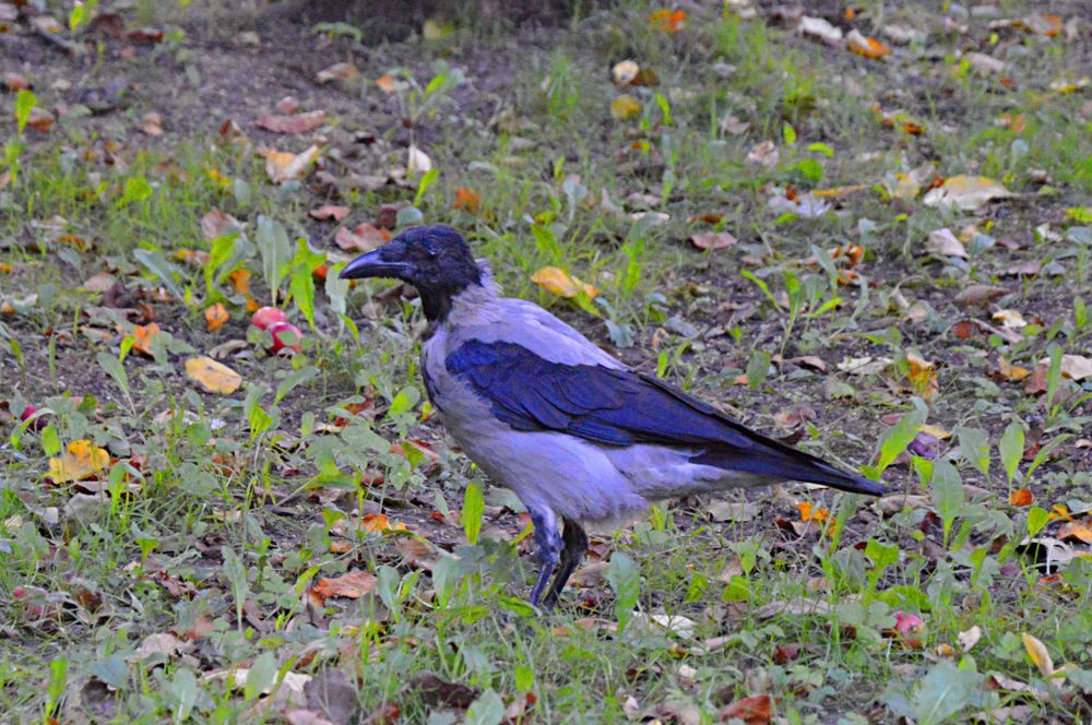 Photograph by Елена Савчук