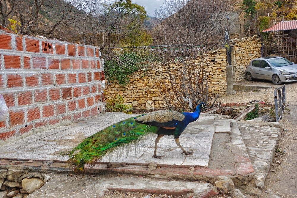 Photograph by Azzeddine Memmou