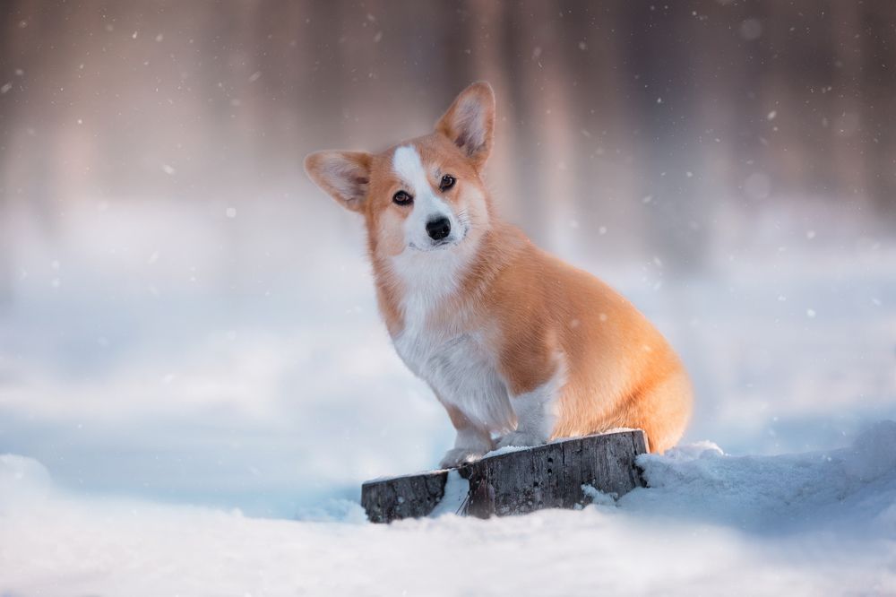 Зимнее настроение