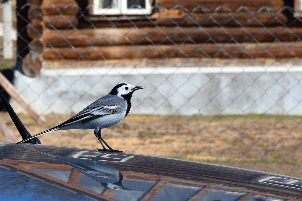 Трясогузка на крыше автомобиля