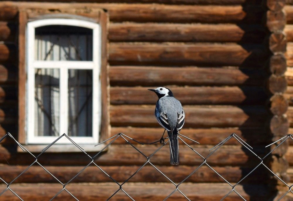 Трясогузка у дома